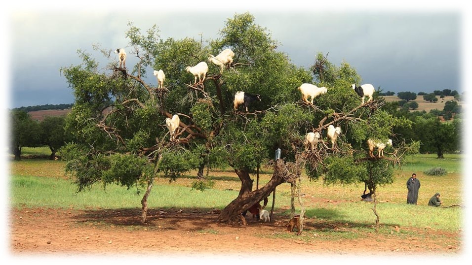 Capre în Argan